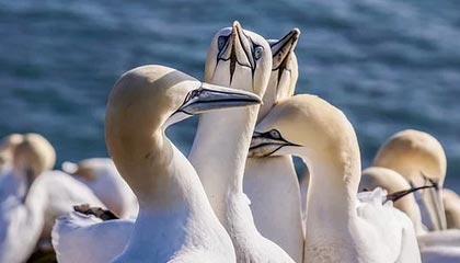 开云网站-T1新人选手表现抢眼，t1新人中单