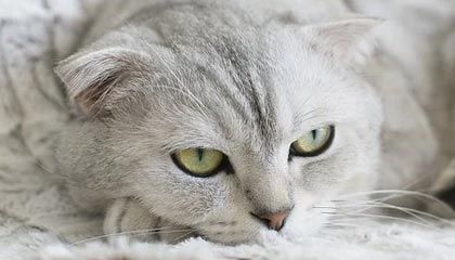 开云网站-T1新人选手表现抢眼，t1新人中单